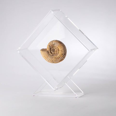 Natural Ammonite + OWO