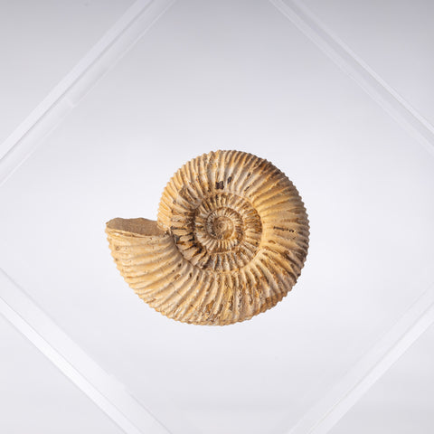 Natural Ammonite + OWO