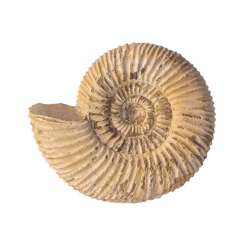 Natural Ammonite + OWO