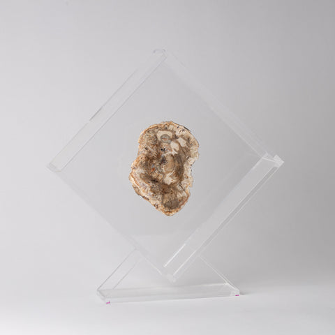 Petrified Wood + OWO