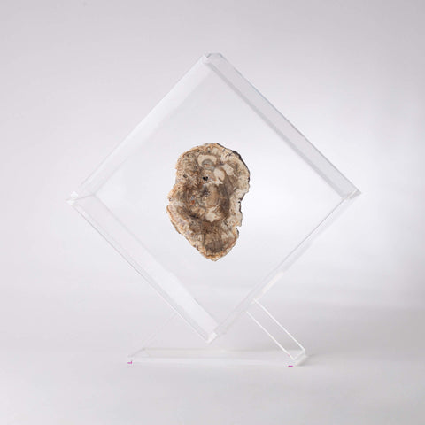 Petrified Wood + OWO