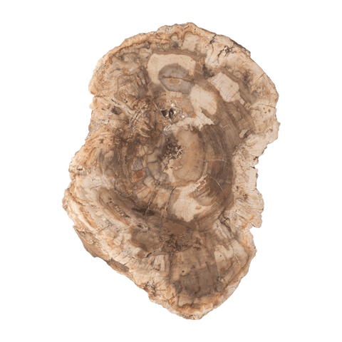 Petrified Wood + OWO