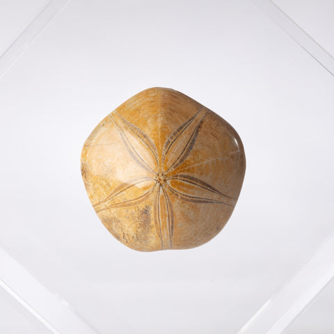 Madagascar Urchin + OWO