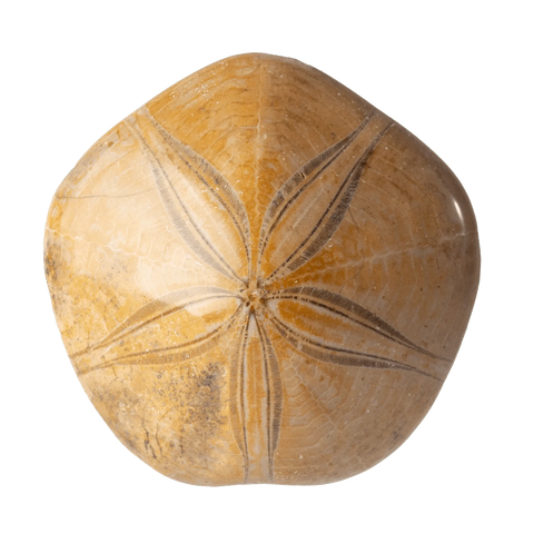 Madagascar Urchin + OWO