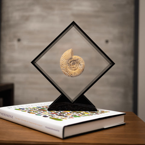 Natural Ammonite + OWO