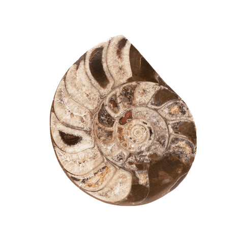One Face Polished Ammonite + OWO