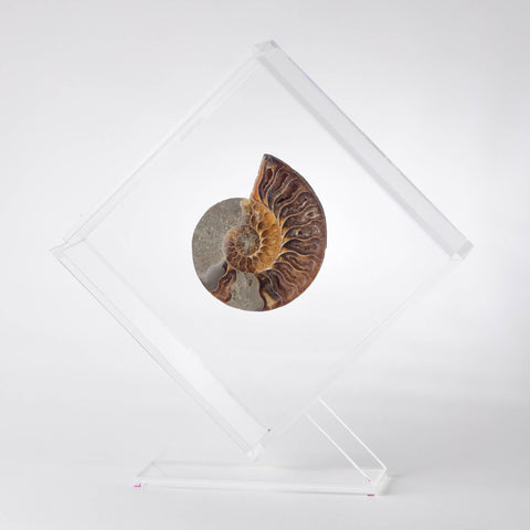Cut and Polished Ammonite + OWO