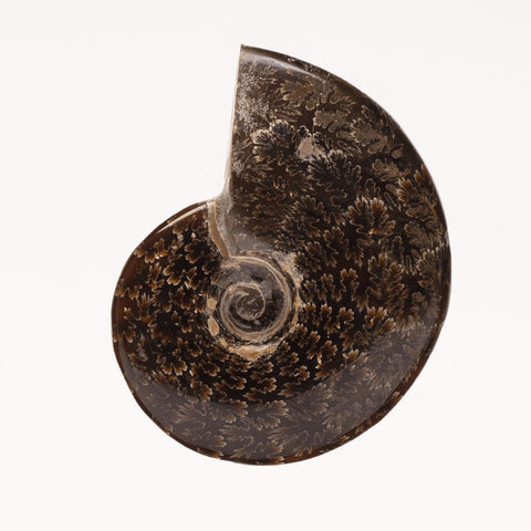 Polished Ammonite + OWO
