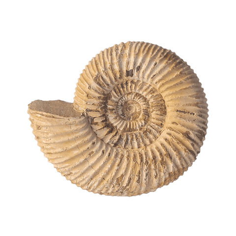 AMMONITE