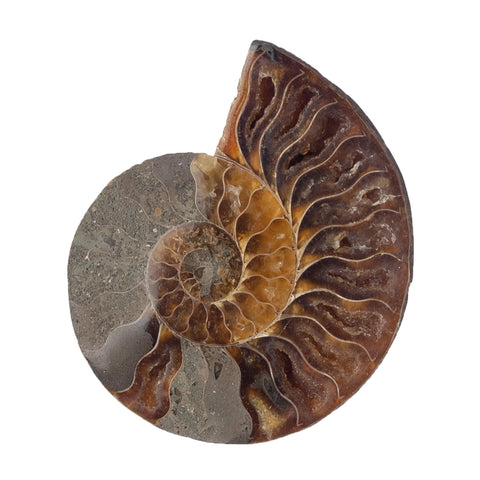 CUT AND POLISHED AMMONITE