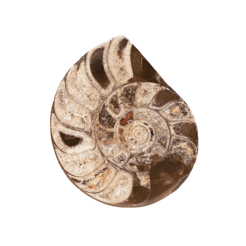 ONE FACE POLISHED AMMONITE