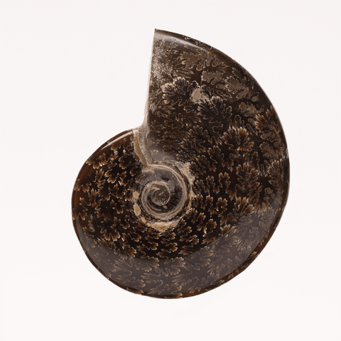 POLISHED AMMONITE